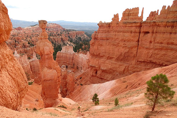 Canyon Navajo Trail